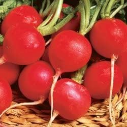 Radish Champion Great Heirloom Vegetable By Seed Kingdom (1/4 Lb Seeds)