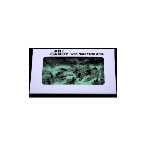 Ant Candy Apple- 1 Package