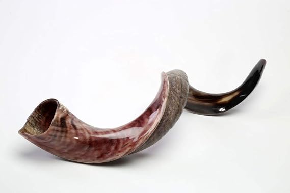 Original Yemenite Shofar Horn Kudu Polished Natural 29"-33"