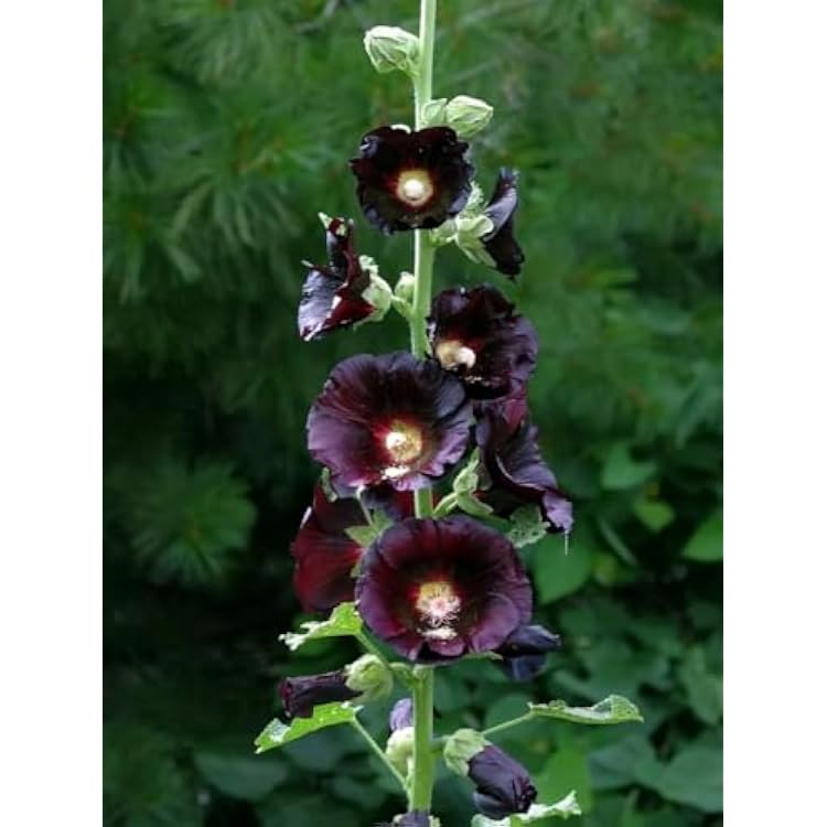 Seeds Hollyhock Nigra Giant Mallow Flower Perennial Outdoor Garden Cut Flowers for Planting