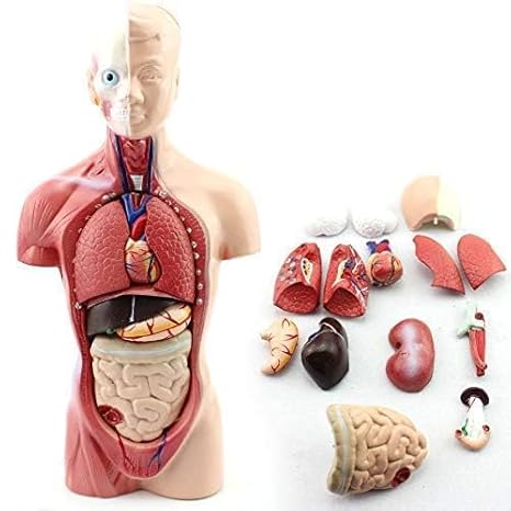 Male Human Torso Body Anatomy(18-inch) Model Including Skeleton Visceral