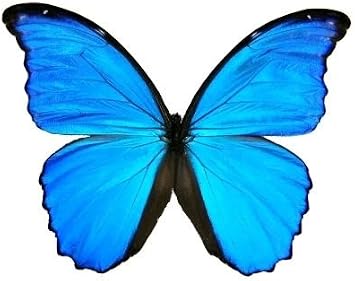 Big Real Framed Blue Butterfly - Hanger on Back