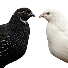 Black and White Edition Coturnix Quail Hatching Eggs, 50:50 Ratio Mixed Variety (Coturnix, 20, Count)