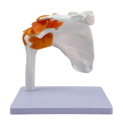 Life-Size Shoulder Joint Model with Ligaments Flexible, Anatomically Accurate PVC Model for Teaching & Movement Demonstration