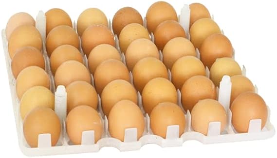 Hatching Time Egg Setter Tray for Chicken, Fit 36 Chicken Eggs, ABS Plastic
