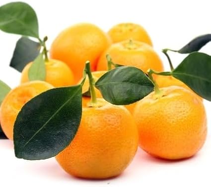 40pcs mamoncillo Fruit Seeds