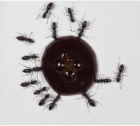10ml ant nectar - Protein syrup for queens ants and ants colony