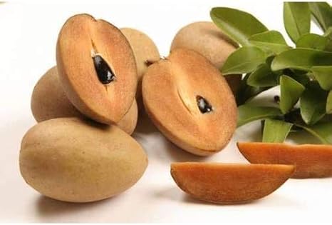 Sapodİlla Meyvesİ Tohumu