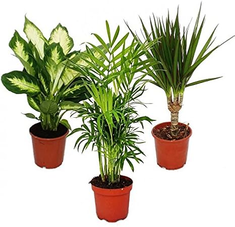 Indoor Plants Mix II Set of 3 Mountain Palm Dragon Tree 10-12 cm Pot