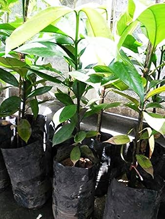 1 Mangosteen Tree Tropical Plant 20 Tall Garcinia mangostana Queen of Fruit Direct from Thailand Free Phytosanitary Cert.