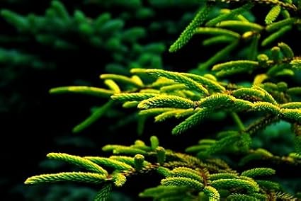 Skylands Oriental Spruce 3 - Year Graft