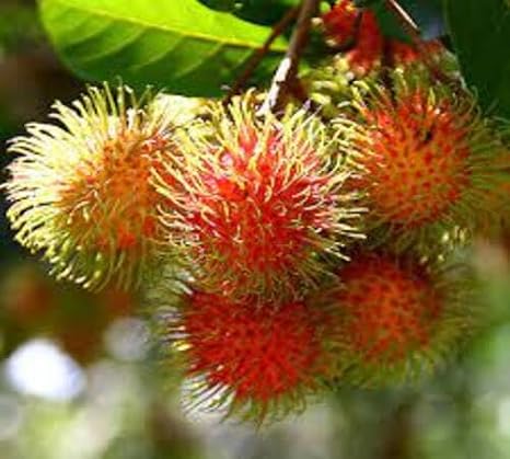 50pcs Rambutan Fruit Seeds