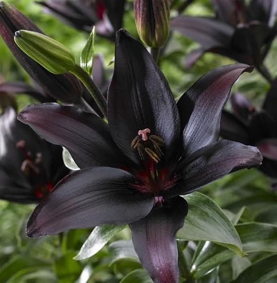 Votaniki Landini Asiatic Lily Bulbs for Planting - Beautiful Black Lily Flower, Large Blooms, Perennial Lily Flowering Bulbs | Easy to Grow (2 Pack)