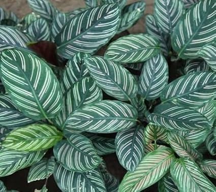 100pcs Green Calathea Plant Seeds for Planting, Tropical Foliage Seeds for Indoor & Outdoor Growing | Easy to Grow Houseplant Seeds