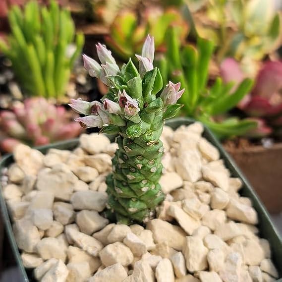 1- ONE Rooted Piece monadenium guentheri Rare Succulent 2" Seedling Plant by Exotic-Succulent-Collection
