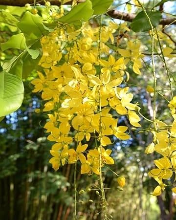 100Pcs Yellow Cassia Fistula Flower Seeds