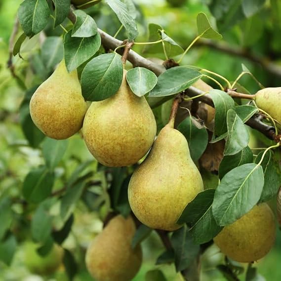 Bartlett Pear Tree Seeds - 60+ Count - for 2026 Planting Williams Common Domestic European Pears Flowering Edible Perennial Fruit Trees Perennial Grow Your Own Home Farm Patio Healthy