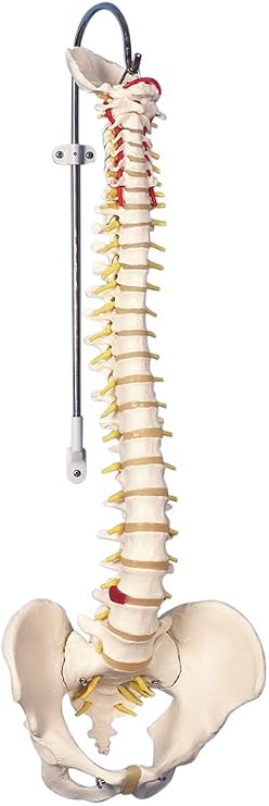 American 3B SCIENTIFIC A58-1 Classic Flexible Spine Model, 74 cm Height