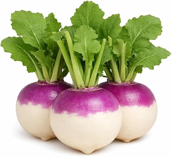 Purple Top White Globe Turnip Seeds Round White Roots with Purple Crown, Everyday Kitchen Use, In-Ground, Raised Bed & Container Gardens