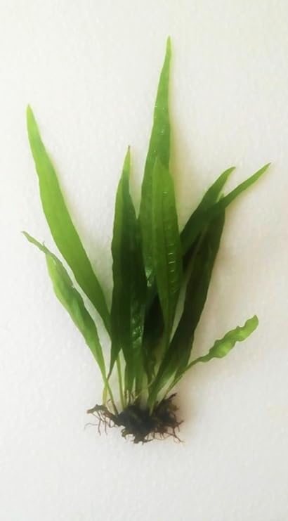 Marcus Fish Tanks Java Fern Bare Root | Microsorum Pteropus - Low Light Freshwater Aquarium Plant