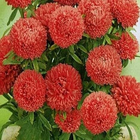 Pompon Salmon Red Aster Çiçeği Tohumu(50