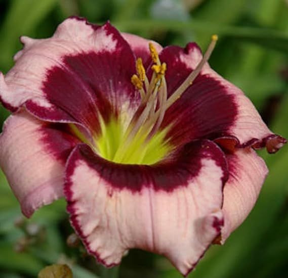 Votaniki Daylily (Hemerocallis 'Blackberries and Cream') Bare Roots - Beautiful Perennial Daylilys | Reblooming, Fragrant & Showy Flowers, Daylilys, Easy to Grow (12 Pack)
