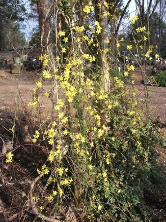 Winter Jasmine (Jasminum nudiflorum) Tree-Plants & Shrub-Plants, Evergreens, 3 Gallon, Multi Branched 18" to 36", Outdoor