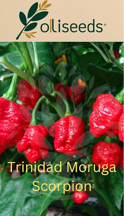 Trinidad Moruga Scorpion Chilli Seeds – Extremely Hot Pepper – Capsicum Chinense – Easy to Grow – oliseeds – 10 Seeds