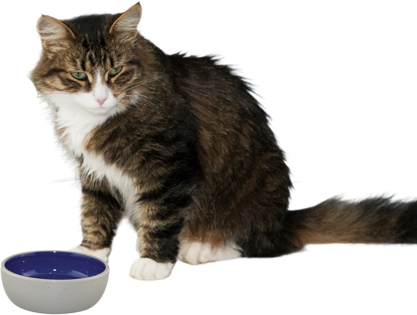 SPOT Ceramic Dish - Whisker-Friendly, Low-Edge Saucer for Cats, Birds, Reptiles, Ideal for Wet or Dry Food, Dishwasher Safe, 5.25-inch Diameter, Capacity: 2 Cups 16 Oz