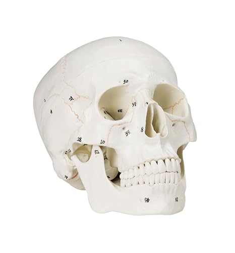 VAL221 Medical Numbered Human Skull-3 Part | Life Size | from Real Human Skull, Detail Hand Painted Numbering | Sectioned Skullcap | Suture Lines & Full Dentition | Labelled Diagram
