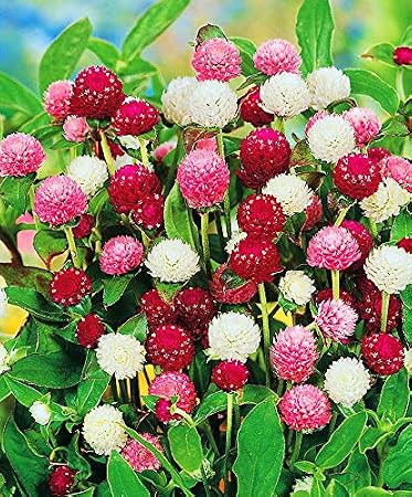 Seeds Flowers Globe Amaranth (Gomphrena) Mix - 30 Seeds