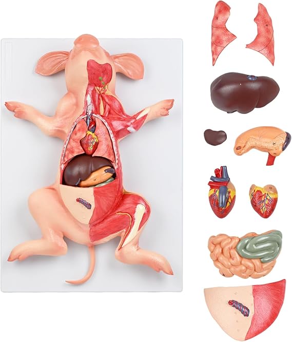 JNMFTD Pig Anatomy Model,Life Size 10 Part Fetal Pig Animal Anatomical Removable Stomach Liver Heart Intestine Skin Muscle with Product Manual Card for Medical Educational Training Scientific