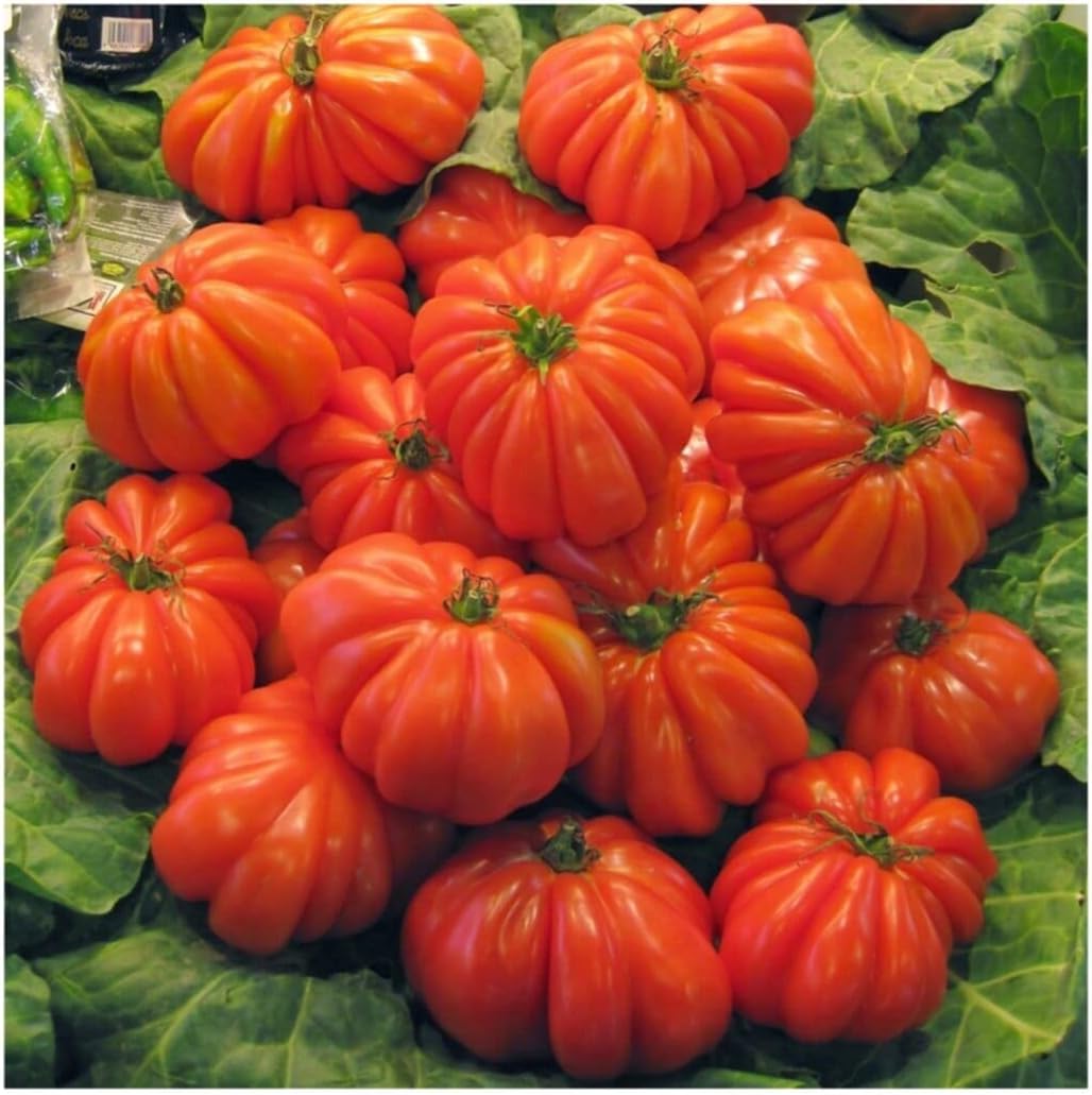 Rare Imported Ancient Tomato Seeds 10 Seeds