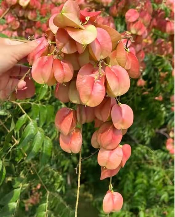 Golden Rain Tree Seeds, 60 Count | Chinese Flame Tree, Koelreuteria Paniculata, Koelreuteria Bipinnata