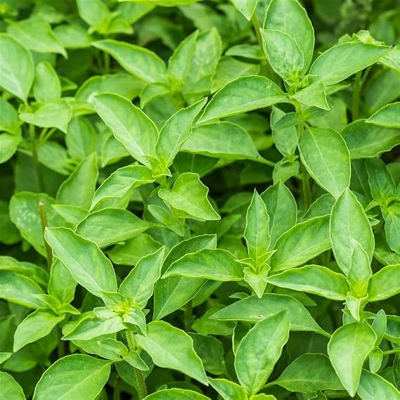 Kitazawa Seed Co Thai Basil Herb Seed 500 Mg ~250 Seeds Non-GMO Heirloom