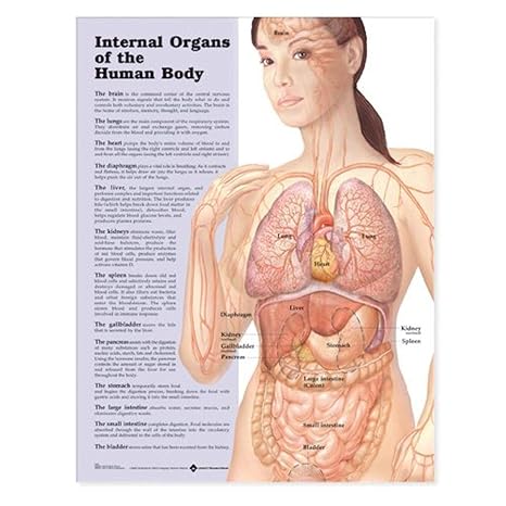 Internal Organs of the Human Body Anatomical Chart 20" X 26" Laminated