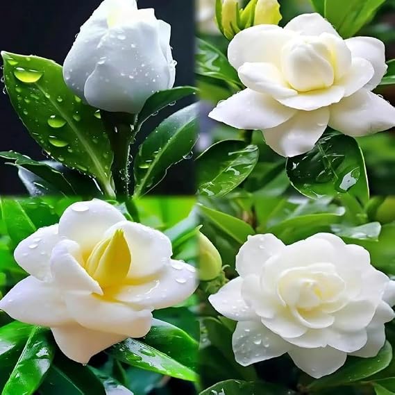 300pcs Gardenia Seeds for Planting, Non-GMO, High Germination, Fragrant Flower Seeds, Ideal for Garden Beds, Patio Pots, Indoor Windowsills