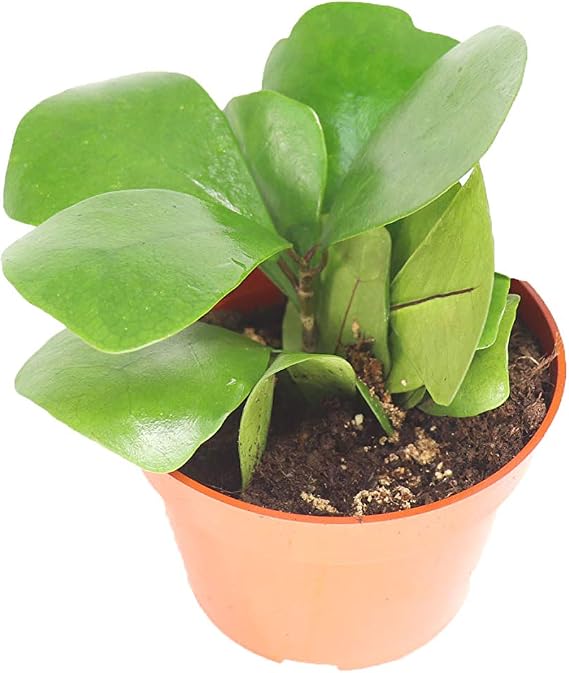 Triangular Ficus - 4" from California Tropicals