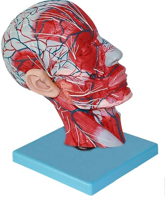 Body Model Skeleton Model Educational Model Human Anatomy Brain Model Vascular Nerve Anatomical Model Median Sagittal Section Model School Medical Teaching for Medical Demonstration