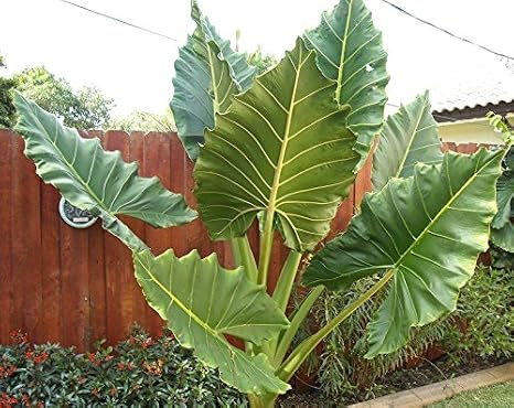 Upright Elephant Ear Bulb. Alocasia. Glossy!