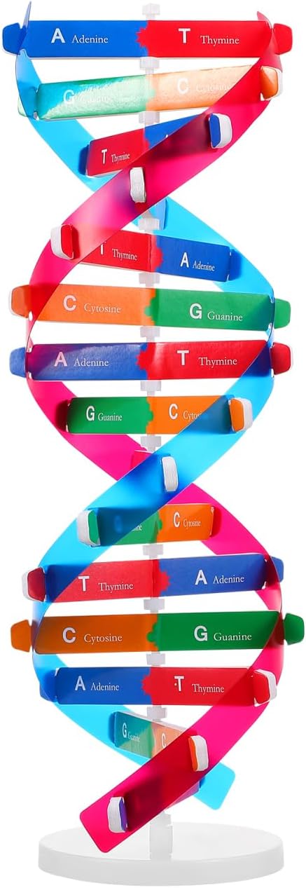 VICASKY DNA Kit Self Double Helix Structure Model 33 x 11.6cm DIY Generic Molecular Model Kit Large-Scale Biological Structure Human Genes Components Science Educational Teaching Tool