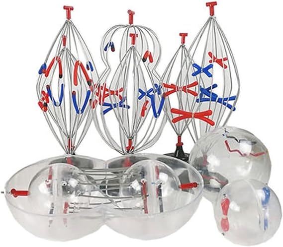 Biological Cell Models, Animal and Plant Mitosis and Meiosis Animal and Plant Cell Mitosis and Meiosis Model 9 Parts Medical Science Anatomy Cell and Mitosis Model Set