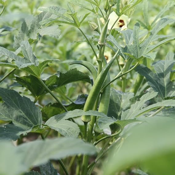 Brownie Brand Clemson Spineless 80 Okra Seeds - 1lb | Certified, High-Yield, Heat-Tolerant, Non-GMO Heirloom Variety | Ideal for Garden & Farm, Fast-Growing, Tender Pods