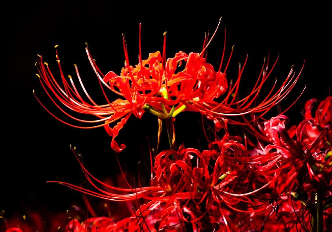 3 Heirloom Red Spider Lily Lycoris Radiata Bulbs, Fall Blooming Perennial