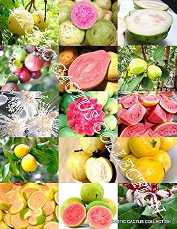 GUAVA FRUIT MIX tropical EDIBLE good guayaba rare Psidium guajava seed 100 SEEDS