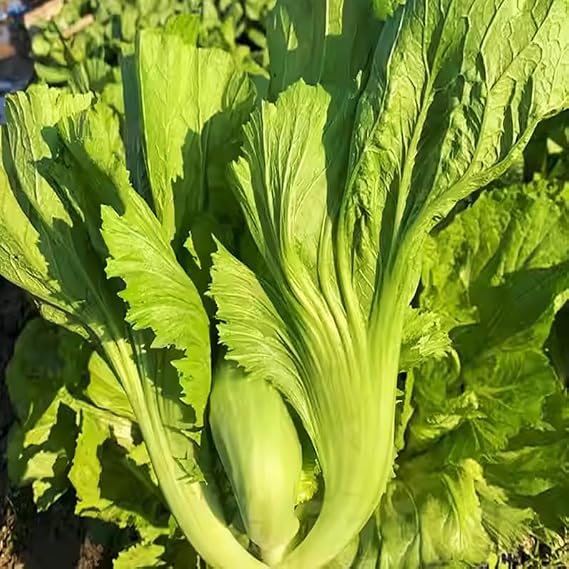 TomorrowSeeds - Da Ping Pu Large Petiole Mustard Green Seeds - 9,000+ Count - for 2026 Planting Brassica Juncea Chinese Head Swatow Heart Bao Sin Haam Choy GAI Choy Kai Stem Cabbage Asian Vegetable