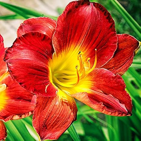 Christmas is Daylily Root - Attracts Butterflies and Hummingbirds - Good as Cut Flowers - Grows Well in Containers - Naturalizing - Perennializing - Live Daylilies - Outdoor Garden