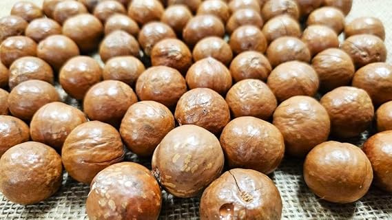 Macadamia Nuts - Raw In shell (whole) Medium size (3 LB)