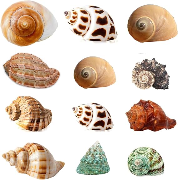 SEAJIAYI Hermit Crab Shells Turbo Shells 12+pcs Assorted Turbo Shells Handpicked Hermit Crab House..., Medium Large, JXX03