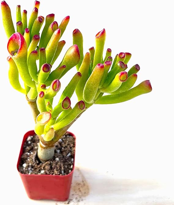 'Hobbit' Jade Plant - Crassula ovuta 2" Pot